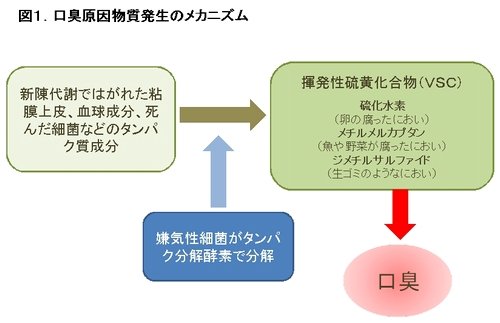 口臭原因物質発生のメカニズム