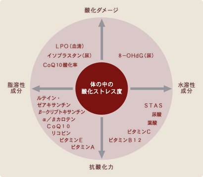 アンチエイジングドックメニュー詳細